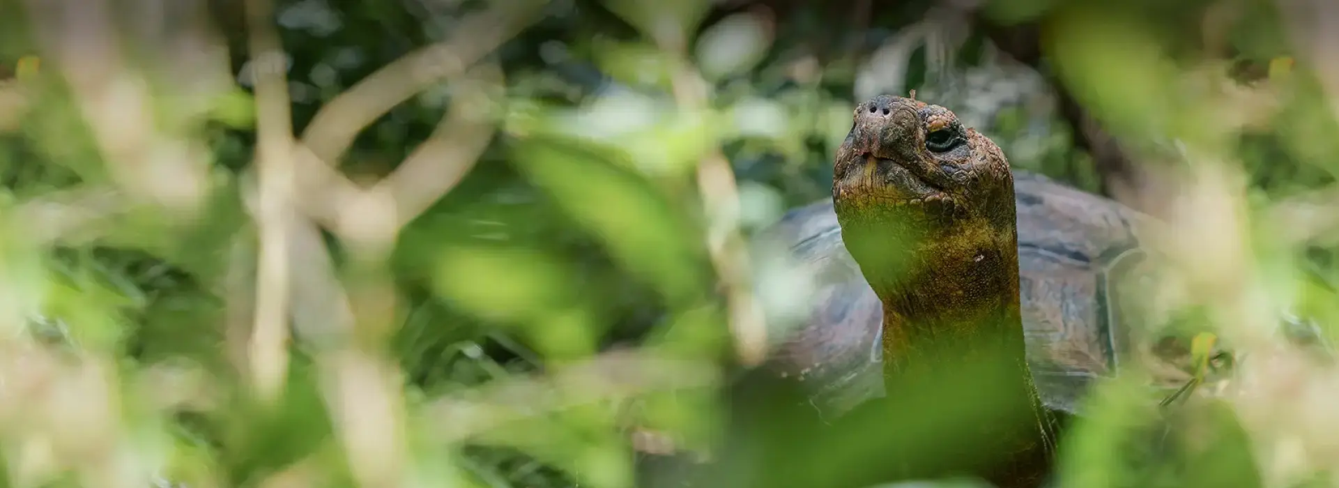 sobre-flroeana-vuelve-florecer