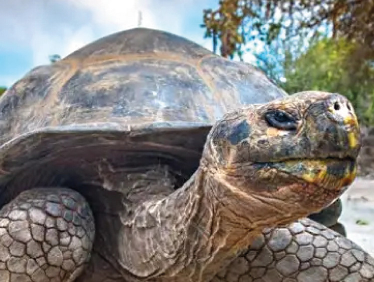 Expertos planifican estrategias de reintroducción de 13 especies extintas en Floreana