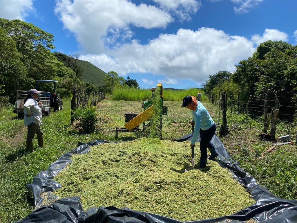 6 Strengthening Floreana Farmers. Grass cutting for silage